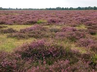 NL, Drenthe, Assen, Witterveld 3, Saxifraga-Hans Dekker